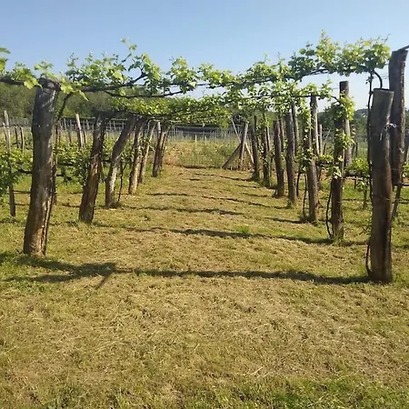 Sun & Wine Balaton Prázdninový dům Badacsonytomaj